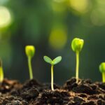 Grow Vibrant Greens with Exotic Vegetable Seeds’ High-Germination Guarantee