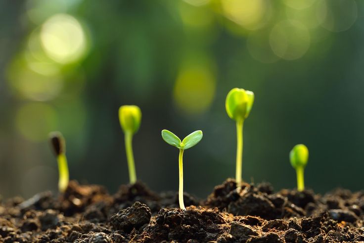 Grow Vibrant Greens with Exotic Vegetable Seeds’ High-Germination Guarantee