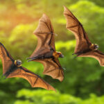 bat removal houston