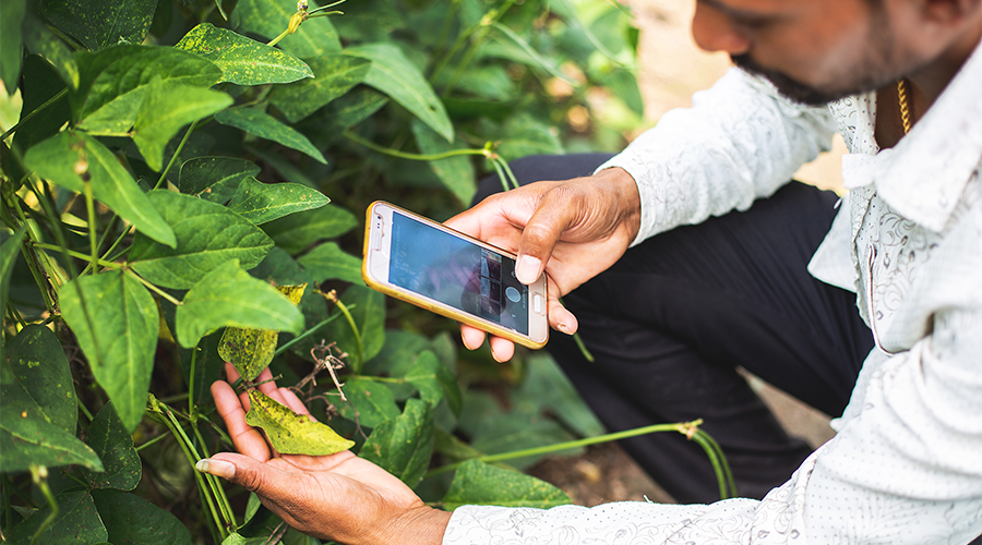 AI-Based Cotton Pest Detection Apps Developed by Mobile App Developers in Dallas
