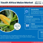 South Africa Maize Market to Witness 4.79% CAGR Growth Amid Rising Demand and Innovation
